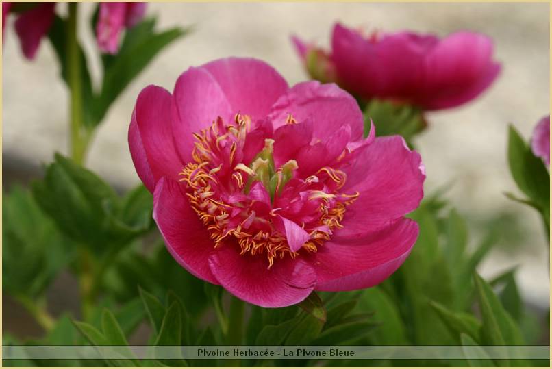 p.-anemoniflora_2.jpg