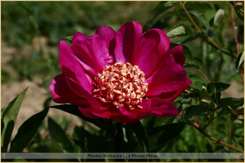 p.-barrington-belle-1.jpg