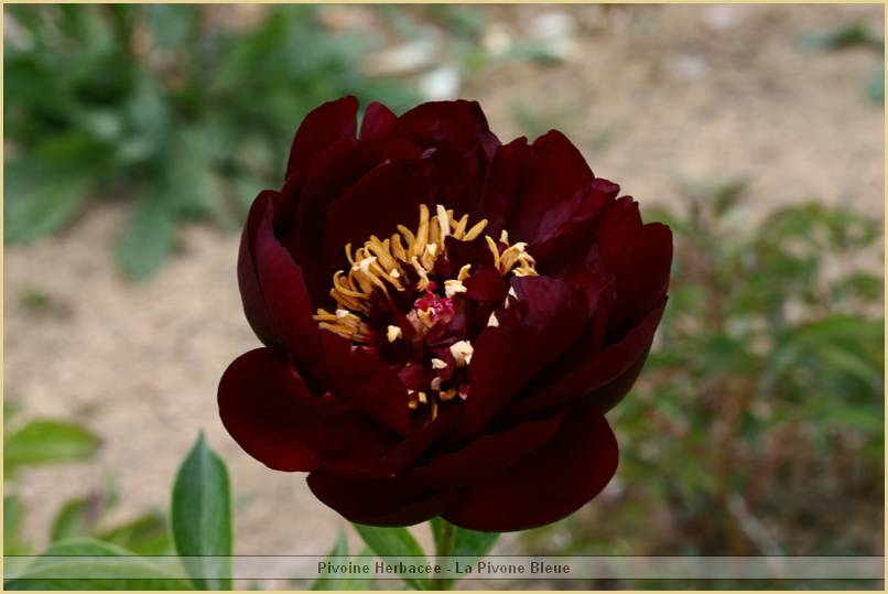 p.-buckeye-bell.jpg