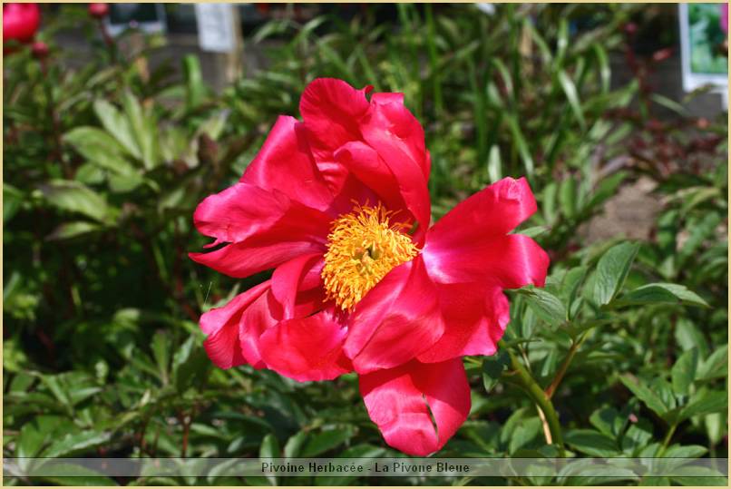 p.-burma-ruby.jpg