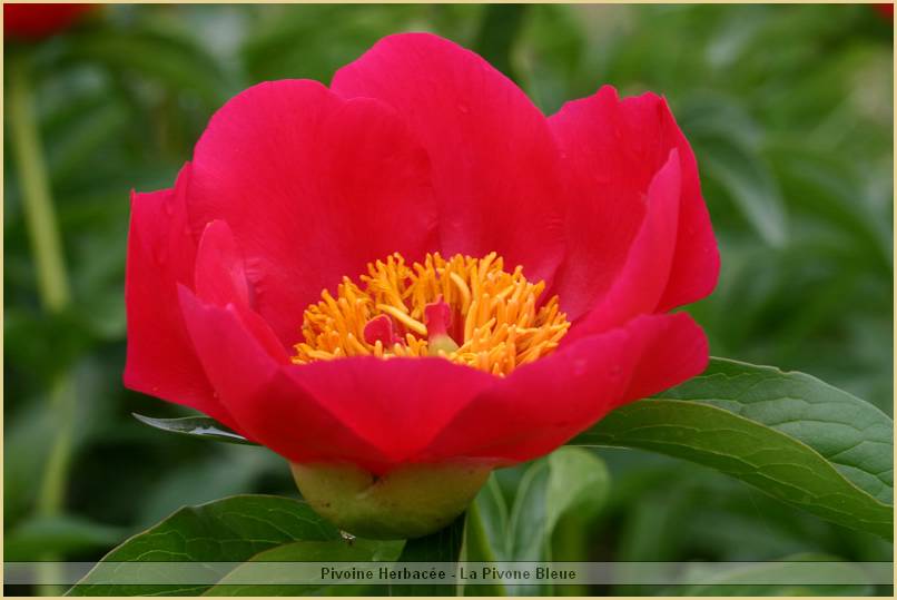 p.-china-rose.jpg