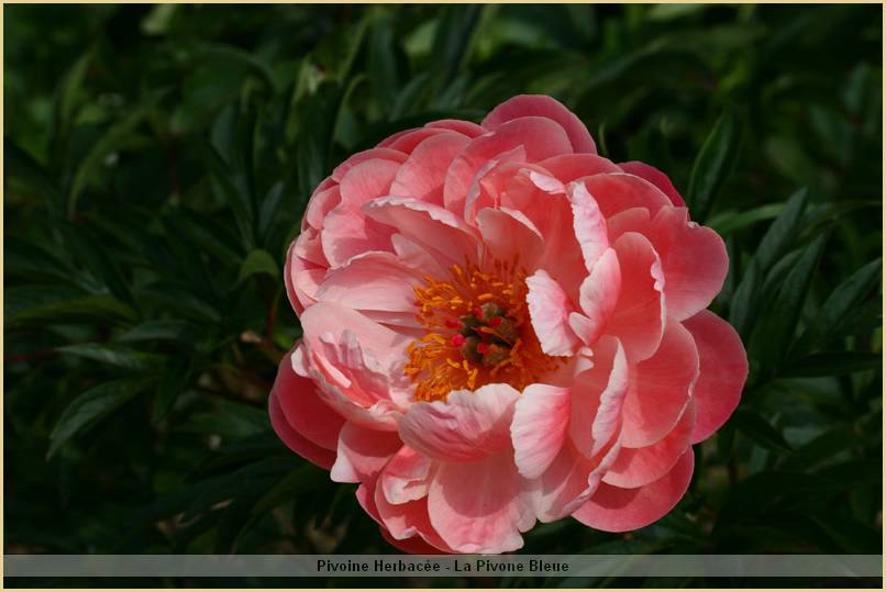 p.-coral-charm-5.jpg