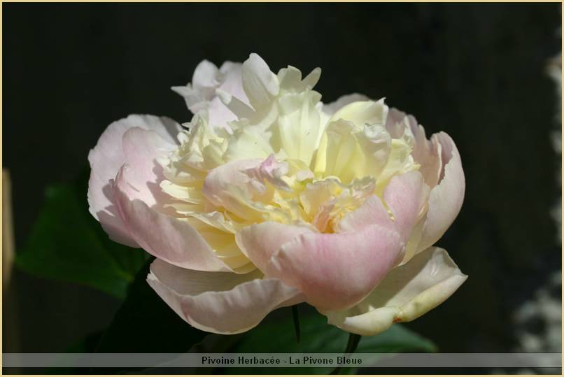 p.-fairy's-petticoat-1.jpg