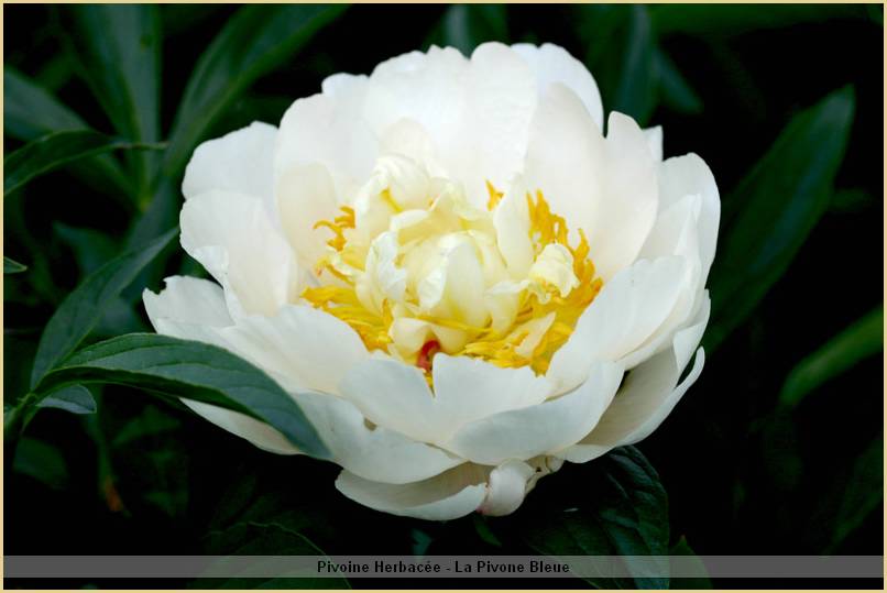 p.-gardenia-1.jpg