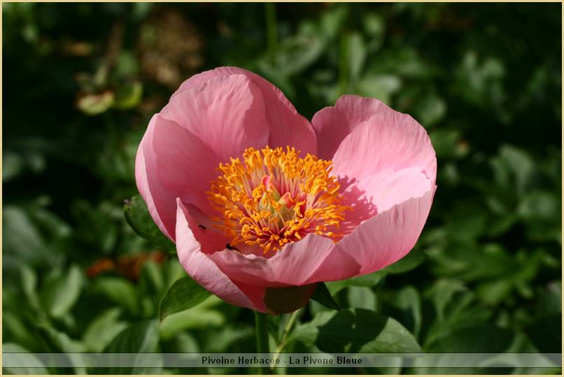 p.-little-carolyn-1.jpg
