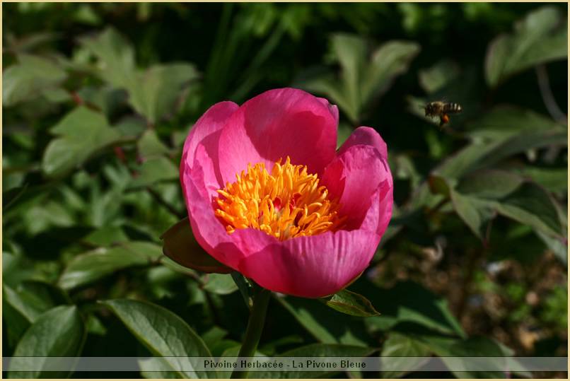 p.-little-rosy.jpg