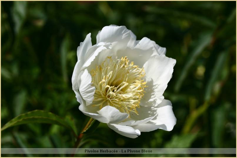p.-lotus-garden.jpg