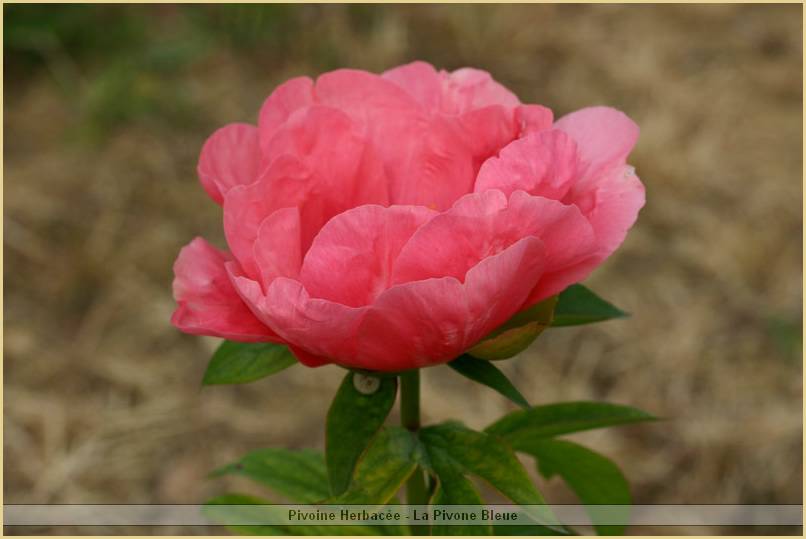 p.-lovely-rose_2.jpg