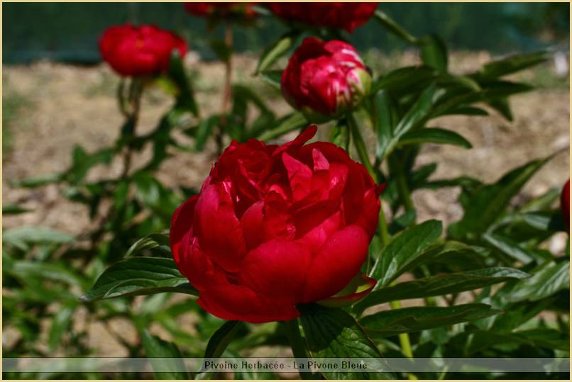p.-magie-rouge-3.jpg