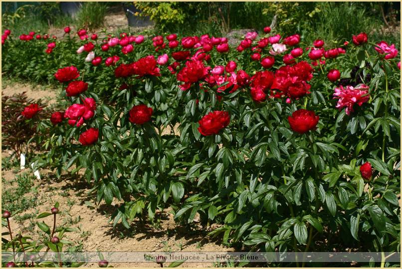 p.-magie-rouge-groupe.jpg