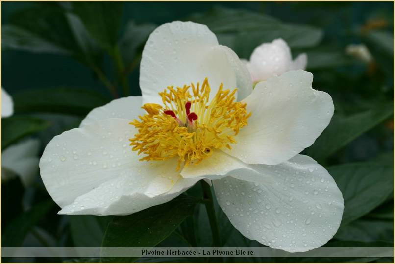 p.-mayerling-1_2.jpg