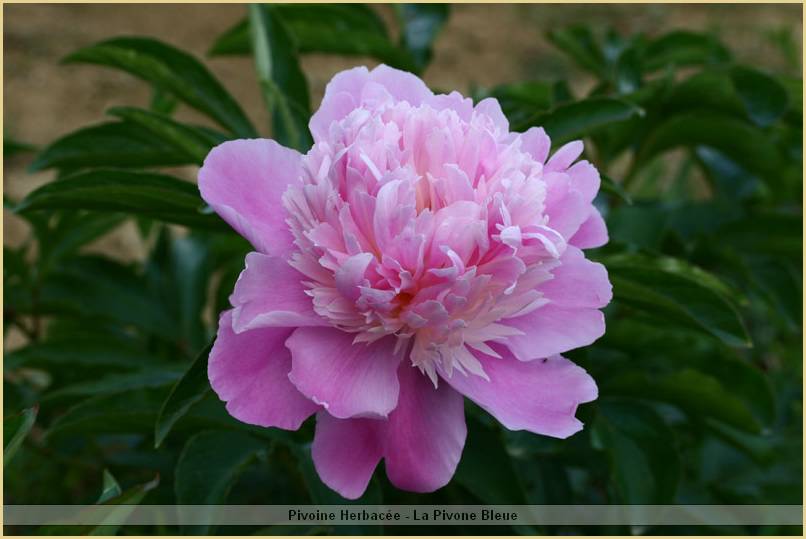 p.-mesman's-glory-1.jpg