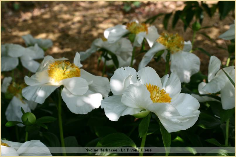 p.-neige-1.jpg