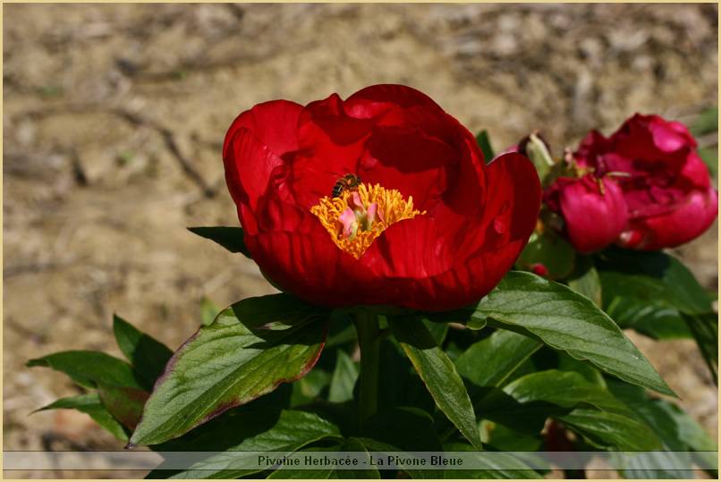p.-orange-princesse.jpg