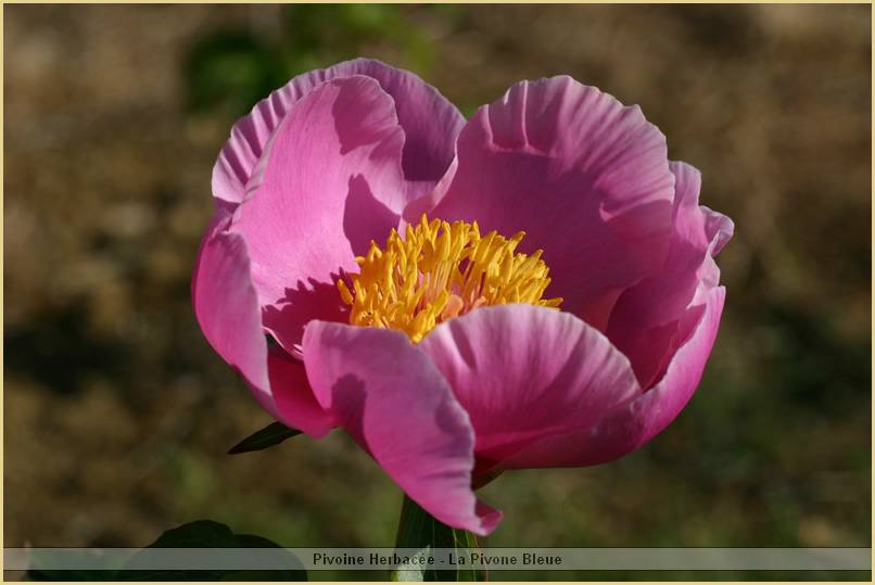 p.-pink-chalice_2.jpg
