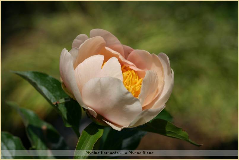 p.-pink-cream-1.jpg