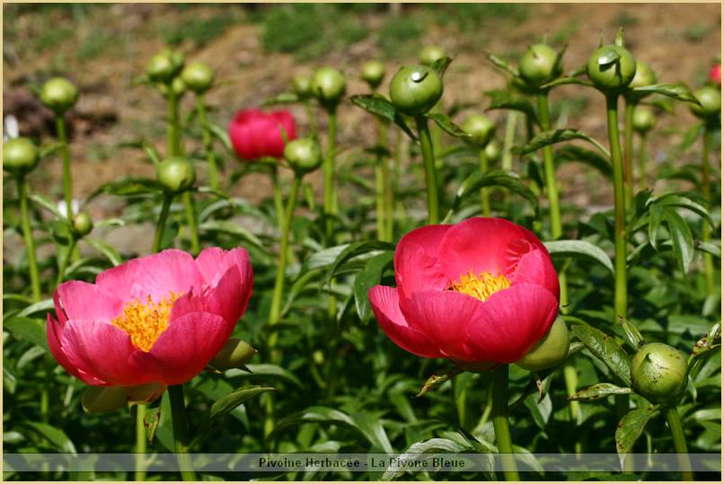 p.-pink-harmonie-1.jpg