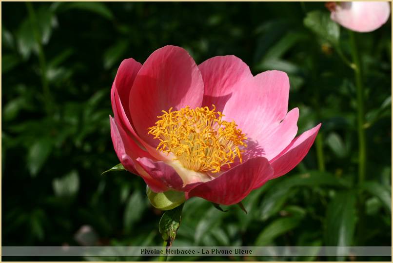 p.-pink-harmony-2.jpg