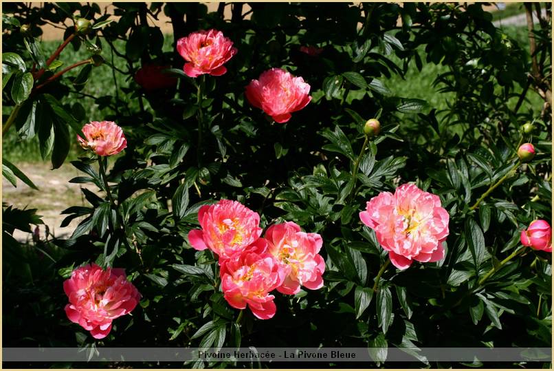 p.-pink-hawaian-coral-group.jpg