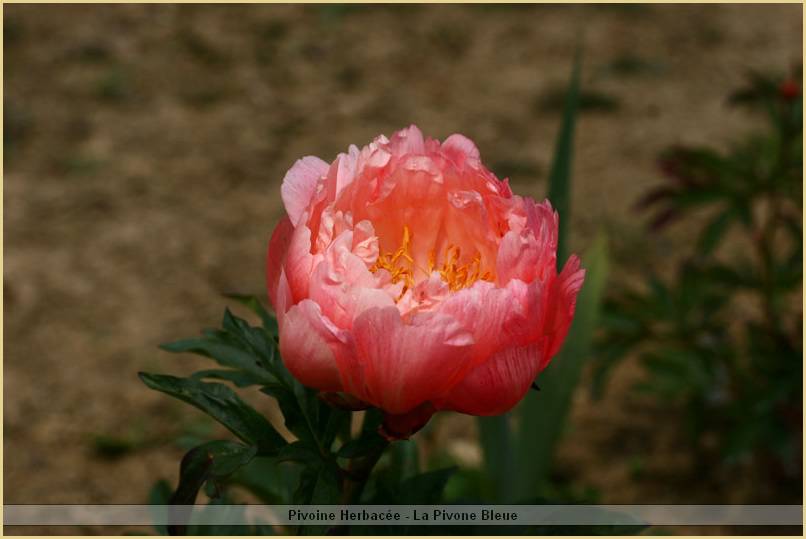 p.-pink-hawaian-coral.jpg