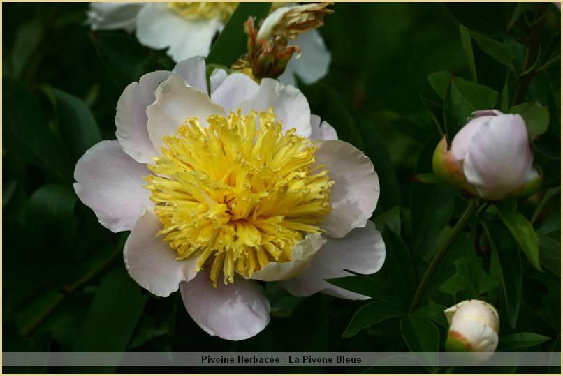 p.-pink-yellow-pompon.jpg
