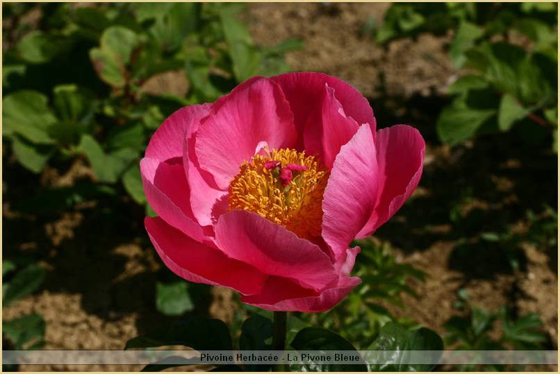 p.-raphsodie-florale.jpg