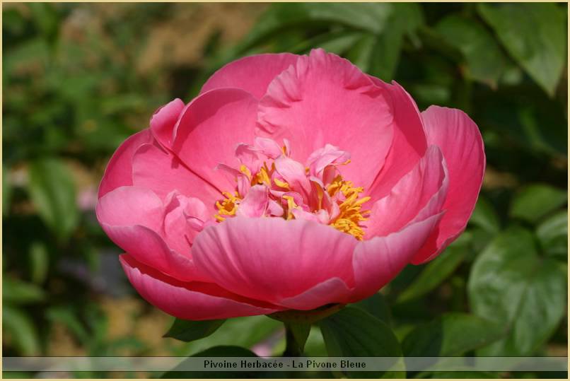 p.-rapshodie-florale.jpg