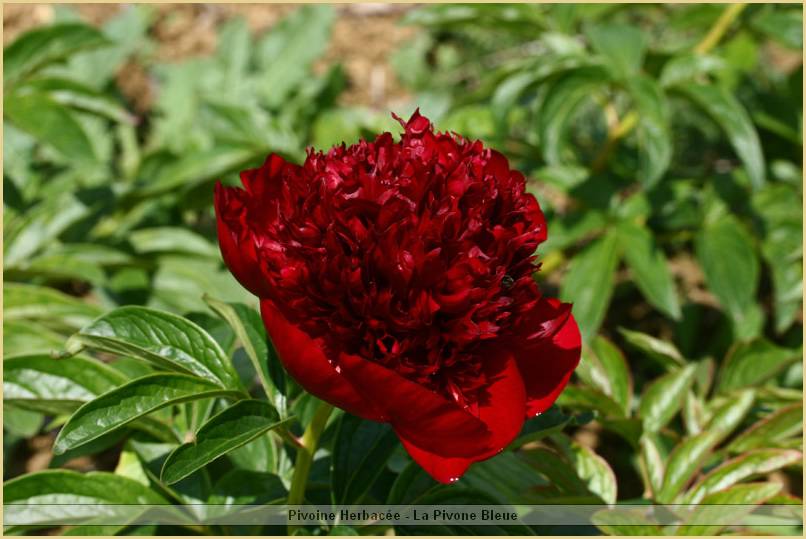 p.-red-charm-2.jpg