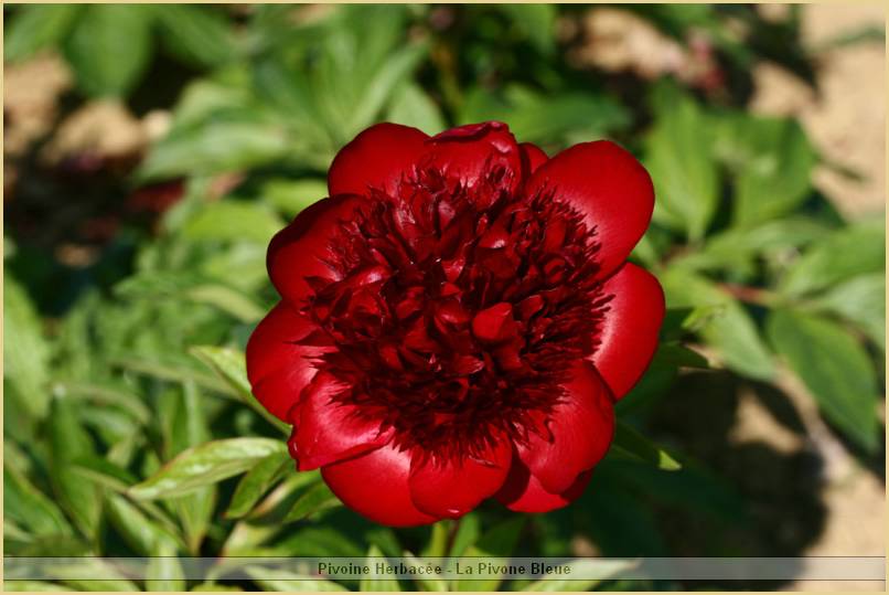 p.-red-charm-5.jpg