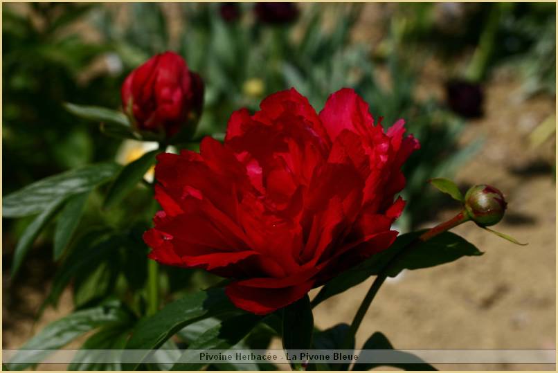 p.-red-diadem-1.jpg