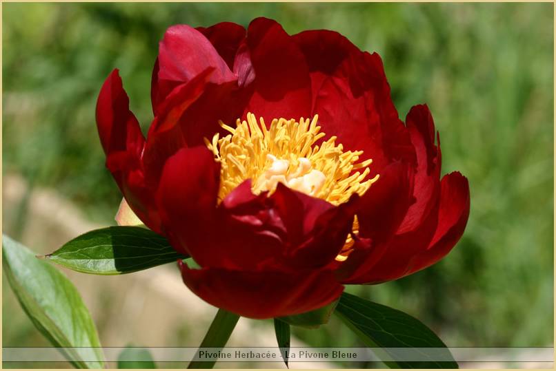 p.-rivalite-rouge_2.jpg
