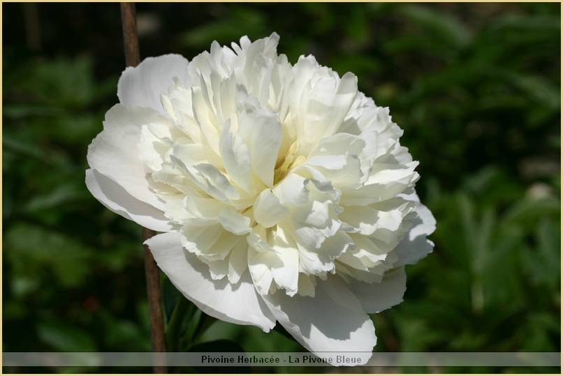 p.-white-charm-2.jpg