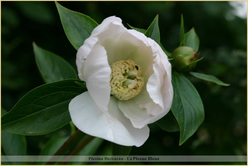 p.-white-innocence_2.jpg