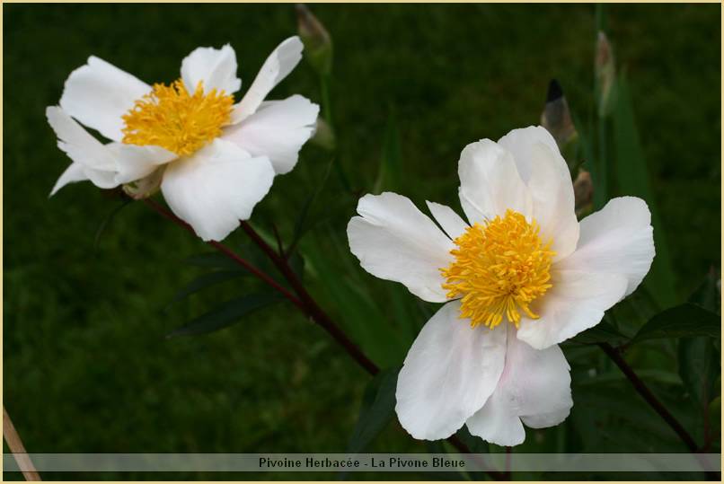 p.-whitleyi-major-1.jpg