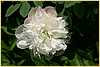 p.-alba-plena-2.jpg
