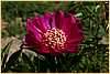 p.-barrington-belle-1.jpg