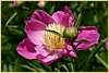 p.-bowl-of-beauty-1.jpg