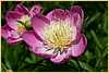 p.-bowl-of-beauty.jpg