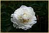 p.-bowl-of-cream-2.jpg