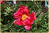 p.-burma-ruby.jpg