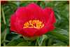 p.-china-rose.jpg