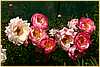 p.-coral-charm-groupe-1.jpg