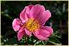 p.-cytherea_2.jpg