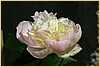 p.-fairy's-petticoat-1.jpg