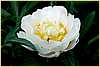 p.-gardenia-1.jpg