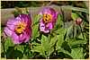 p.-liliacea-superba.jpg
