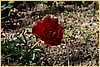 p.-little-armand.jpg