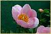 p.-little-mary-1.jpg