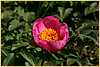 p.-little-rosy.jpg