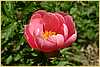 p.-lois-artene-1.jpg